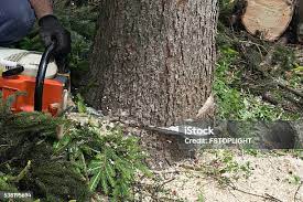 Best Pest Control for Lawns  in Goulds, FL