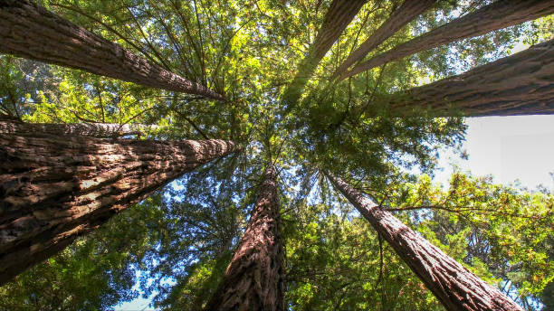 Best Tree Risk Assessment  in Goulds, FL
