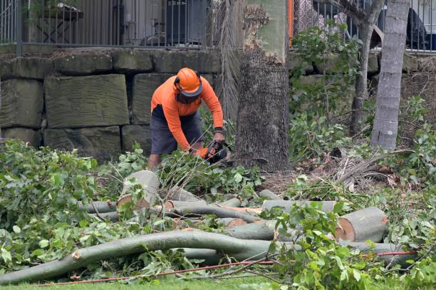 How Our Tree Care Process Works  in  Goulds, FL
